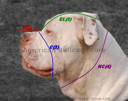 How to measure your dog for the best fitting dog muzzle
