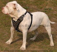 american bulldog dog harness