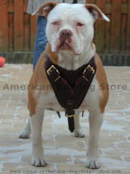 American Bulldog harness- Protection Leather Dog Harness American Bulldog harness- Protection Leather Dog Harness
