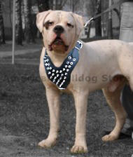 Spiked Dog Harness for American Bulldog-Deluxe leather harness Spiked Dog Harness for American Bulldog-Deluxe leather harness