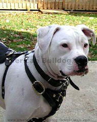 Tracking Walking leather dog harness for American Bulldog Tracking Walking leather dog harness for American Bulldog