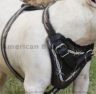 Hand painted Leather Dog Harness for American Bulldog Hand painted Leather Dog Harness for American Bulldog