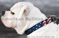 American Bulldog Leather Dog Collar -Hand painted by our artists American Bulldog Leather Dog Collar -Hand painted by our artists