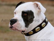 Design Collar- Retro Rulz-Gorgeous Vintage Dog Leather Collar Design Collar- Retro Rulz-Gorgeous Vintage Dog Leather Collar