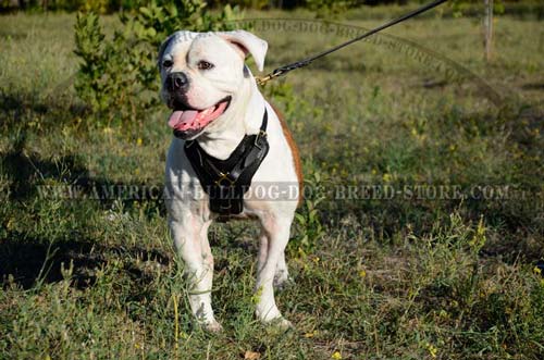 Strong yet soft leather harness fitting American Bulldog the best way 