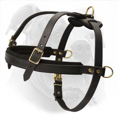 American Bulldog harness for training to pull