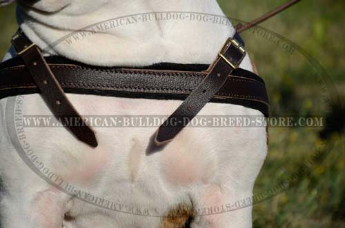Easy to fix leather harness for your Bulldog