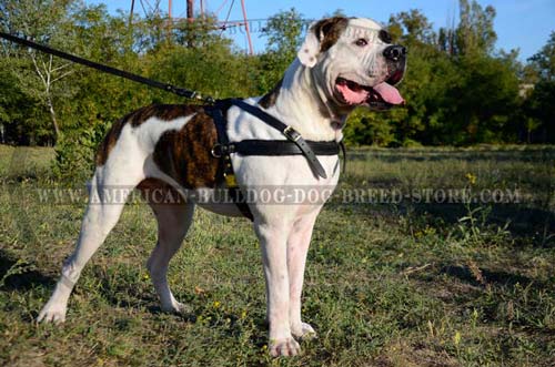 Bulldog harness with padded chest strap