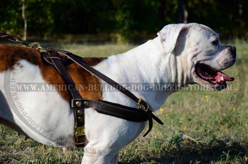 Easy to fit American Bulldog harness
