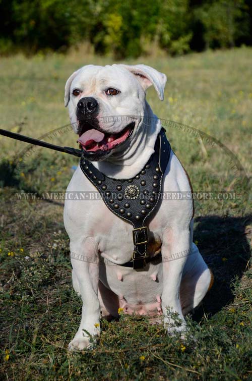 Leather American Bulldog Harness with Fahsion Studs