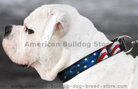 Hand painted by our artists leather dog collar