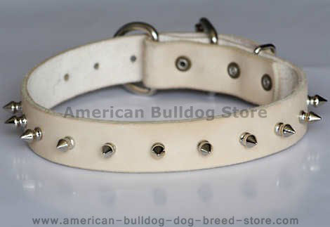 dog collar with spikes