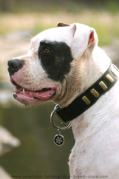 Gorgeous wide leather dog collar with plates for American Bulldog
