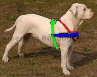 size dog harness