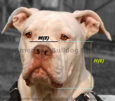 Purchasing the Right Muzzle for your Dog