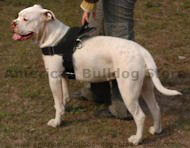 Nylon multi-purpose dog harness for tracking/pulling-dog harness Nylon multi-purpose dog harness for tracking/pulling-dog harness