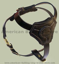 Small Leather Dog Harness for American Bulldog puppy Small Leather Dog Harness for American Bulldog puppy