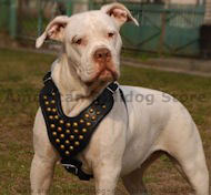 Studded Walking Leather Dog Harness for American Bulldog Studded Walking Leather Dog Harness for American Bulldog