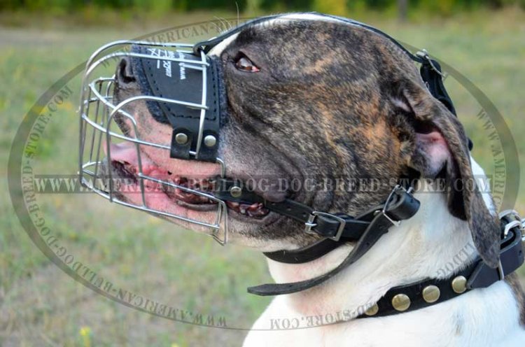 basket muzzle for bulldog