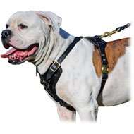 Light bulldog factory harness