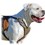 Studded Walking and Training Leather Dog Harness for American Bulldog  Studded Walking and Training Leather Dog Harness for American Bulldog