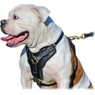 Exclusive Leather Harness for American Bulldog Training, Walking and Agitation Work  Exclusive Leather Harness for American Bulldog Training, Walking and Agitation Work