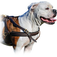 Tracking Pulling Leather Dog Harness For American Bulldog