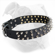 Designer Leather American Bulldog Collar with Spikes for Fashionable Walking  Designer Leather American Bulldog Collar with Spikes for Fashionable Walking