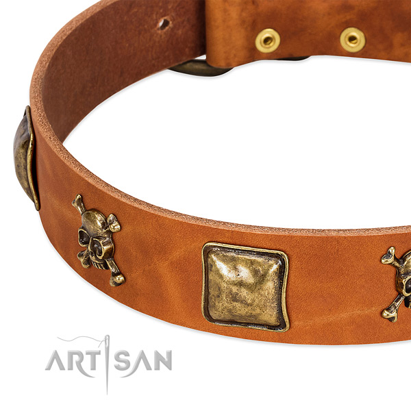 Significant natural leather dog collar with durable studs