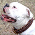 American bulldog collar