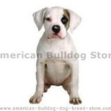 American bulldog puppy dog supplies click here