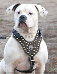 Best harness shop for american bulldog