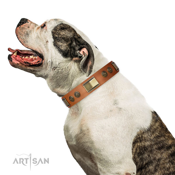 Trendy studs on basic training dog collar