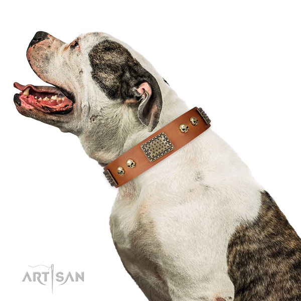 Rust resistant traditional buckle on natural leather dog collar for everyday walking