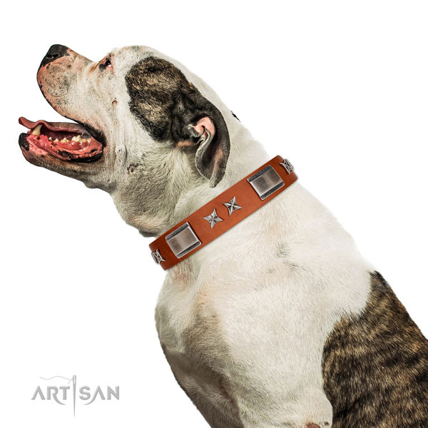 Everyday walking reliable leather dog collar with embellishments
