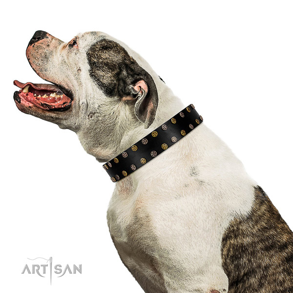 Extraordinary genuine leather dog collar with corrosion resistant embellishments