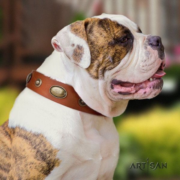 American Bulldog exceptional genuine leather dog collar with embellishments for basic training