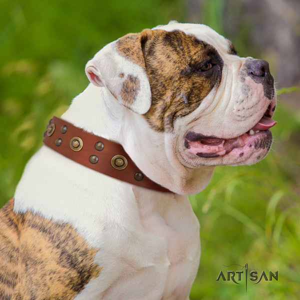 American Bulldog extraordinary full grain leather dog collar with adornments for comfortable wearing