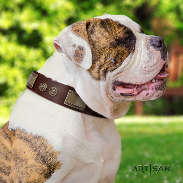 American Bulldog exceptional full grain leather dog collar with adornments for easy wearing