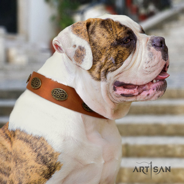 American Bulldog fashionable genuine leather dog collar with decorations for comfy wearing