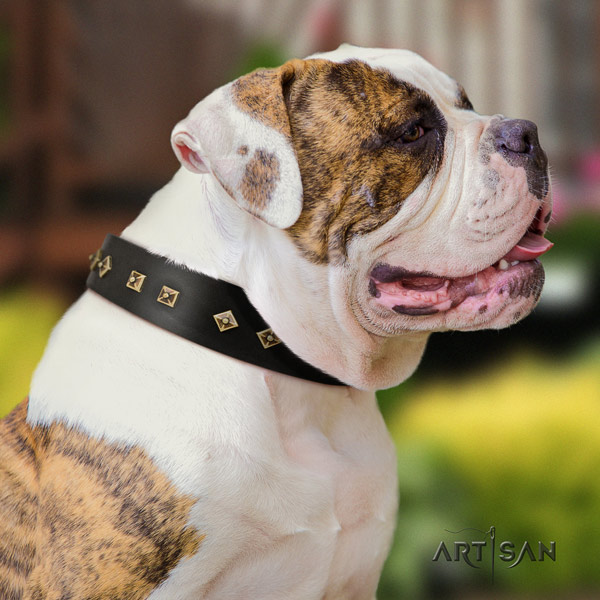 American Bulldog designer full grain leather dog collar with adornments for comfortable wearing