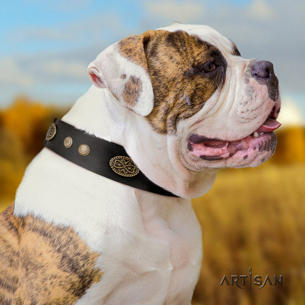 American Bulldog impressive full grain leather dog collar with decorations for walking