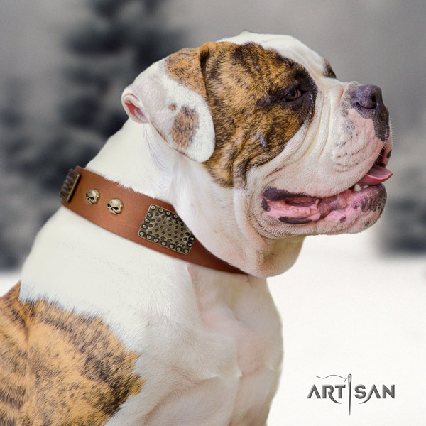 American Bulldog amazing leather dog collar with adornments for basic training