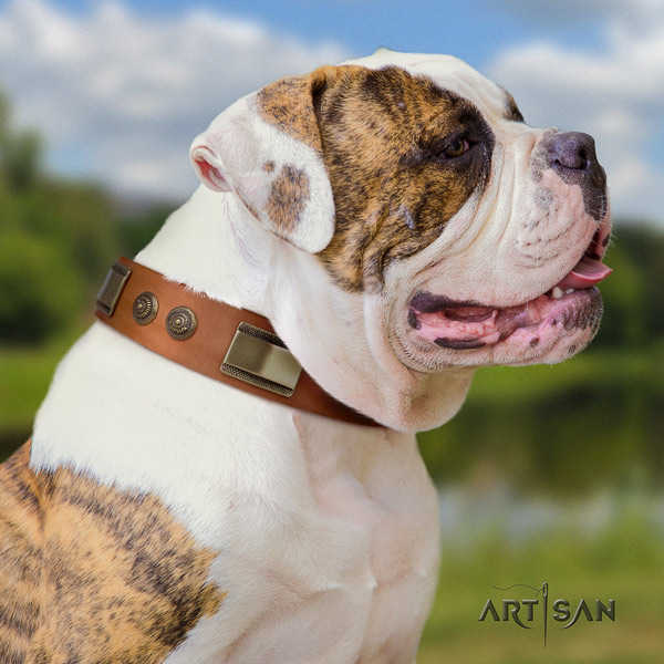 American Bulldog impressive genuine leather dog collar with decorations for comfortable wearing