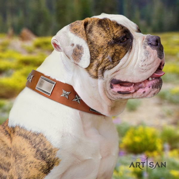 American Bulldog exquisite genuine leather dog collar with studs for fancy walking