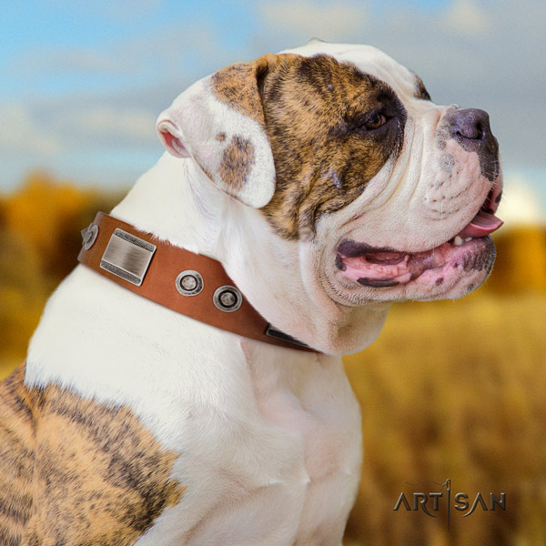 American Bulldog unique leather dog collar with studs for daily use