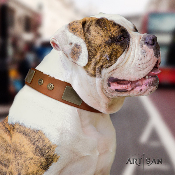 American Bulldog extraordinary leather dog collar with embellishments for comfy wearing
