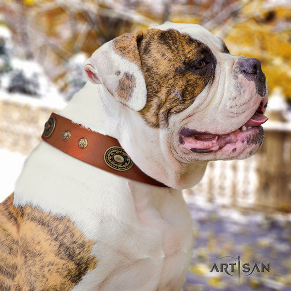American Bulldog amazing genuine leather dog collar with studs for everyday walking