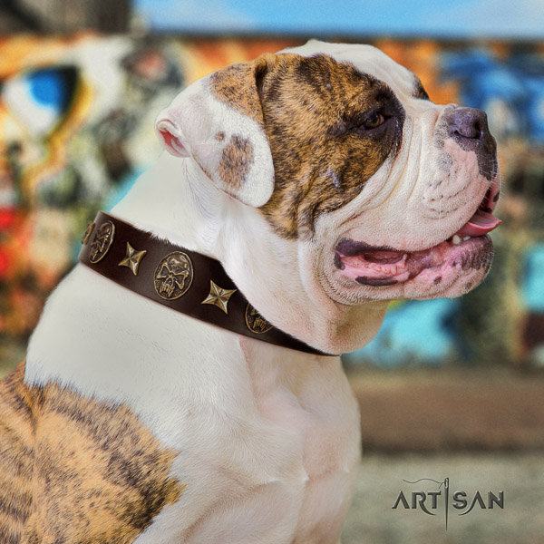 American Bulldog fashionable full grain genuine leather dog collar for stylish walking