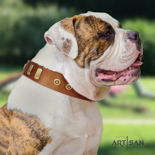 American Bulldog exquisite genuine leather dog collar for walking
